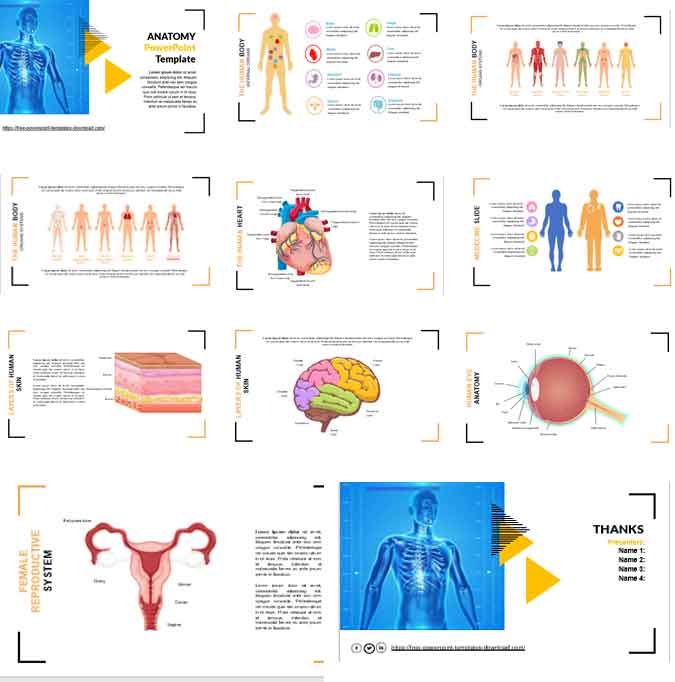 Pantallazos plantilla de powerpoint de anatomia gratis