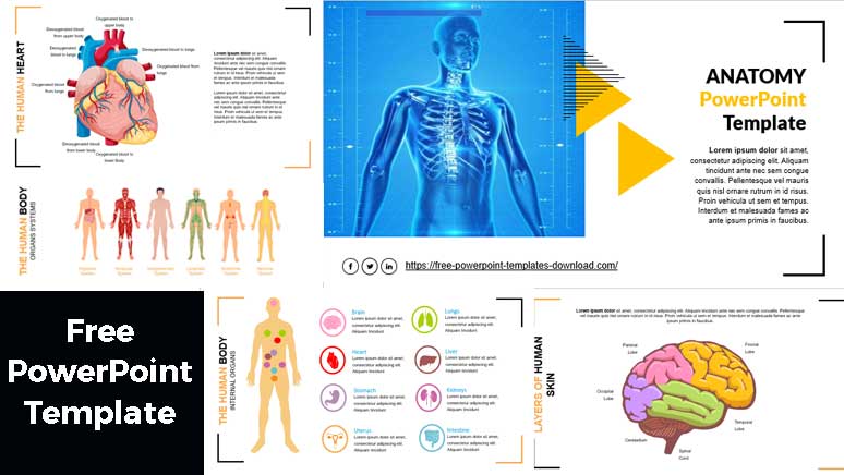 plantilla de powerpoint de anatomia gratis